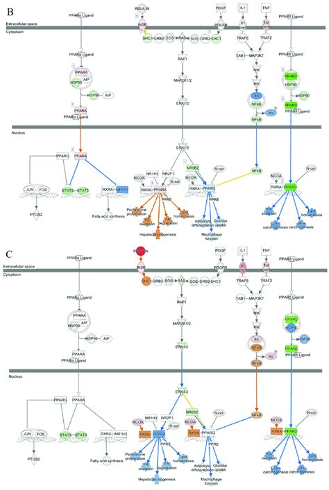 PPAR Signaling Pathway showing the activation and inhibition status of ...