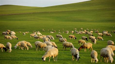 China's largest grassland battles environmental deterioration - CGTN