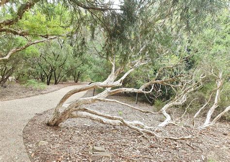 A GREAT GUIDE TO THE AUSTRALIAN NATIONAL BOTANICAL GARDENS IN CANBERRA ...