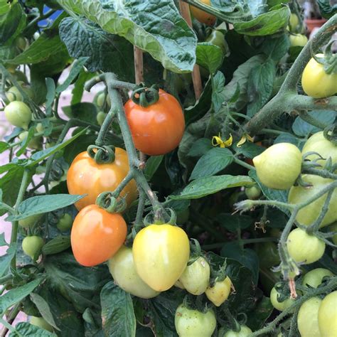 Solanum lycopersicum syn. Lycopersicon lycopersicum, Tomato in ...