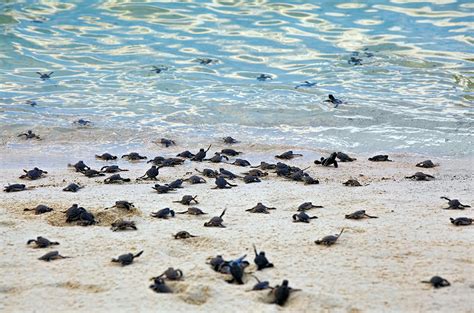 Baby sea turtle hatchlings are appearing along Florida's beaches