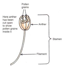 What is a stamen Draw the diagram of a stamen and label its parts