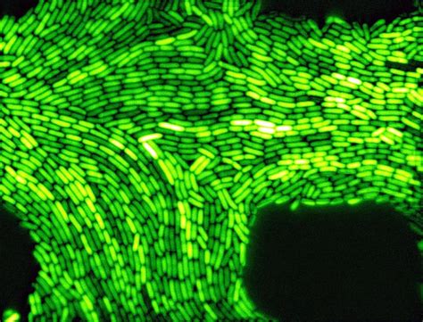 Better Know a Microbe: Aliivibrio fischeri | Microbiology