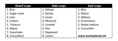 Example of Rabi crops, Kharif crops and Zaid Crops | ExamplesOf.net