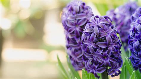 Hyacinth Care Indoors: Your Easy Care Guide - Indoor Plant Center