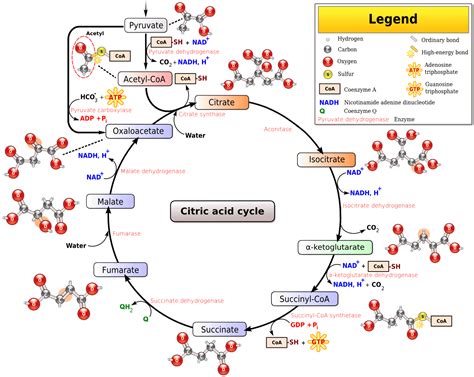 Cellular Respiration (Krebs Cycle)