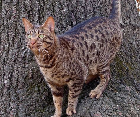 Ocicat Cat Breed Information - Everything You Want To Know | Dog Product Picker