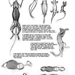 Cat Anatomy Drawing Realistic Sketch