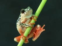 Webbed Feet Stock Photo - Image: 4407310