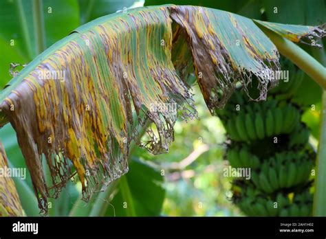 Banana tree disease, Symptoms of black sigatoka on banana foliage ...