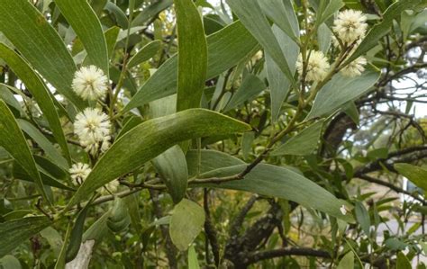 Acacia melanoxylon | Australian Plants Society