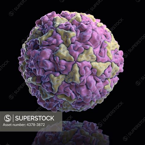 Structure of Human Rhinovirus (PDB 4RHV). Rhinoviruses are the most ...