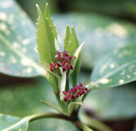 Aucuba japonica 'Variegata' | Landscape Plants | Oregon State University