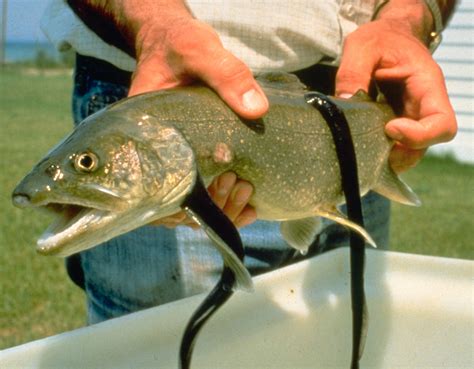 File:Sea Lamprey fish.jpg - Wikipedia