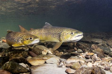 Brown Trout: The Anglers Guide to Salmo Trutta