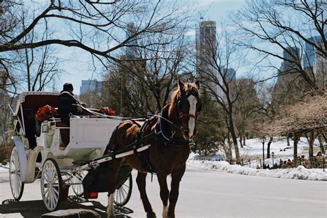 The Essential Central Park Guided Walking Tour | New York City Tours