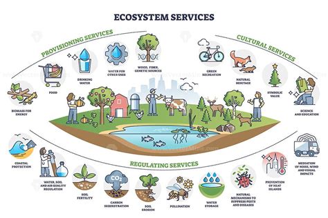 Ecosystem services with subdivision categories collection outline diagram – VectorMine