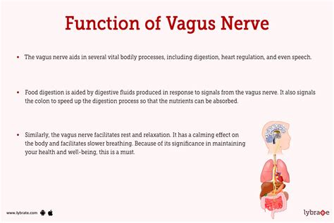 Vagus Nerve (Human Anatomy): Image, Functions, Diseases and Treatments