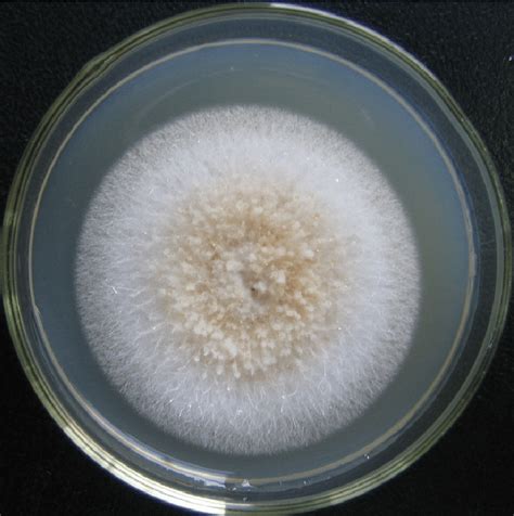 Colony front view of the fungal isolate Macof08 (Acremonium sp.). The... | Download Scientific ...