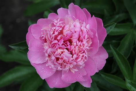 Pion Flower Pink Peony Macro - Free photo on Pixabay - Pixabay