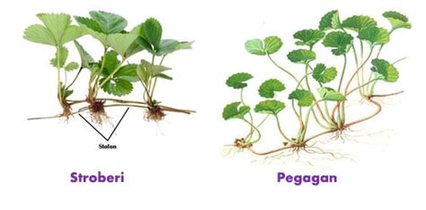 Perkembangbiakan Tumbuhan Vegetatif Alami dan Buatan Lengkap dengan ...