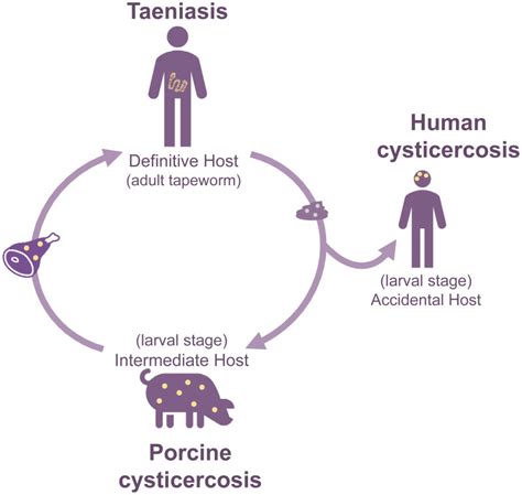 Figure 1, Taenia solium life cycle - Guideline for Preventive ...