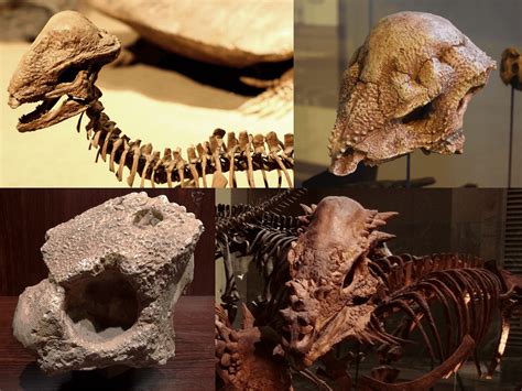 The Classification Of Dinosaurs: Major Groups And Types