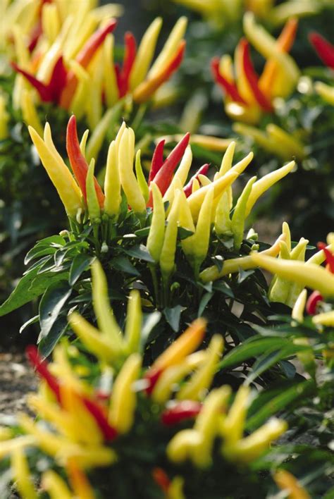 Capsicum annuum 'Chilly Chili' Ornamental Pepper Chilly Chili from ...