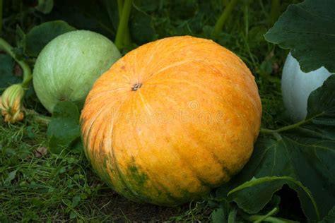 Orange Pumpkin Grow in Garden Summer. Stock Image - Image of green, grown: 104537593