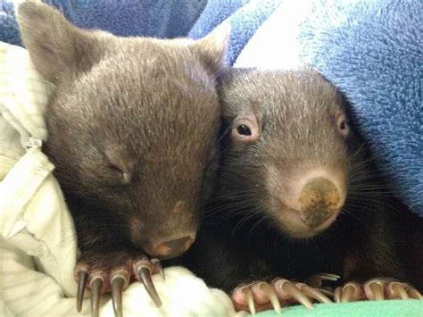 Orphaned Baby Wombats Refuse To Sleep Alone - The Dodo