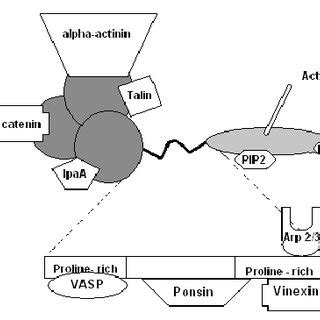 The domain structure of vinculin and interacting partners (modified... | Download Scientific Diagram