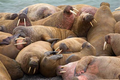 Tens of Thousands of Walruses Are Stranded on This Alaskan Beach