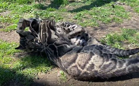 Clouded Leopard Mother And Cubs