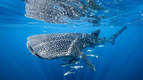 El tiburón ballena bebé: ¿qué tanto sabemos?