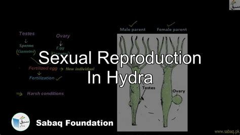 Sexual Reproduction In Hydra, General Science Lecture | Sabaq.pk - YouTube