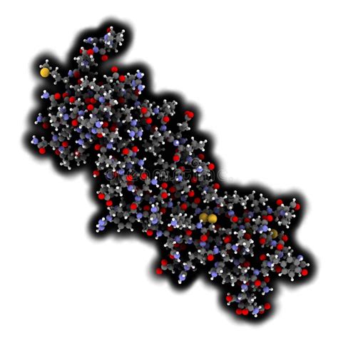 Interleukin 17 (IL-17A, IL-17) Cytokine Molecule. IL-17 Antibodies are ...