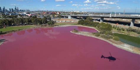 The salt lake at Westgate Park has turned pink in Melbourne, Australia in video and pictures ...