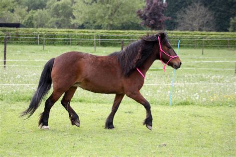 Shetland X welsh pony mare by Oniekje on DeviantArt