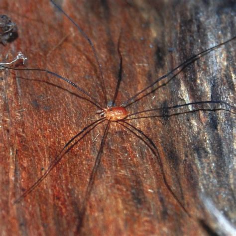 Opiliones · Earth@Home: Biodiversity