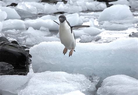 Penguins can't fly! | I borrowed a Canon EOS 5D mk1 for this… | Flickr