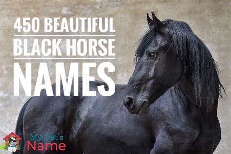 Black Horse Names: 450+ Beautiful Names For A Black Horse (2022)