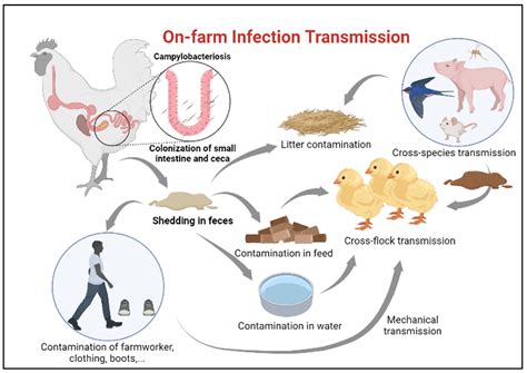 Microorganisms | Free Full-Text | Intervention Strategies to Control Campylobacter at Different ...