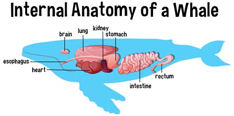 Narwhal Internal Anatomy