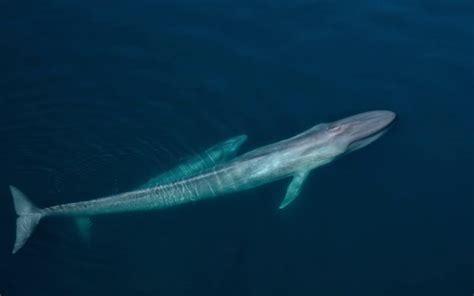 23 Astonishing Blue Whale Facts - Fact Animal