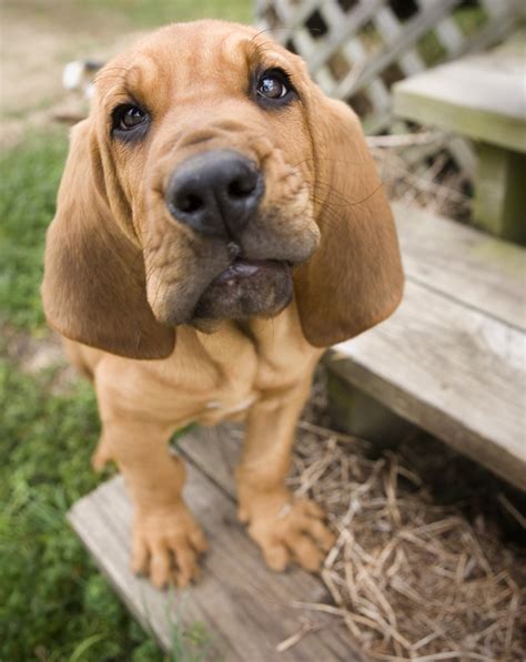 File:Bloodhound Puppy.jpg - Wikimedia Commons