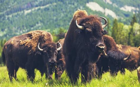 Where Can You Buy Sustainably Ranched Bison Meat? - C4 Online Pharmacy