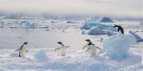 7 penguin species you might see in Antarctica | Hurtigruten