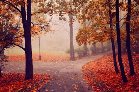 Autumn park road trees fog landscape wallpaper | 4928x3264 | 501967 ...