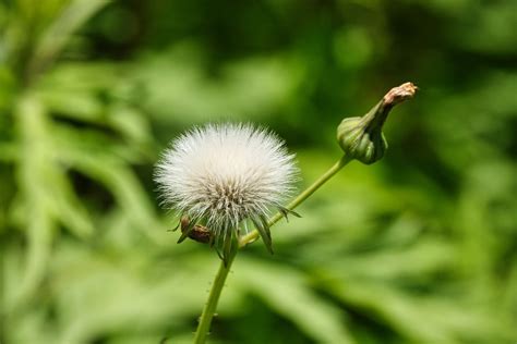 Milk Thistle Flower Plant - Free photo on Pixabay