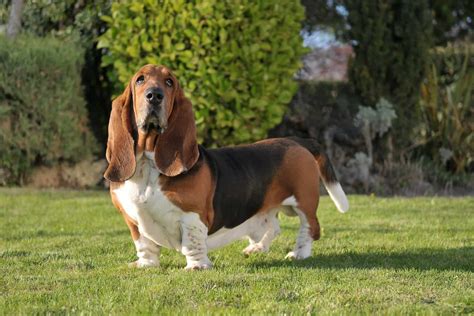 Basset Hound Colors: A Dog Lovers Guide To Coat Colors